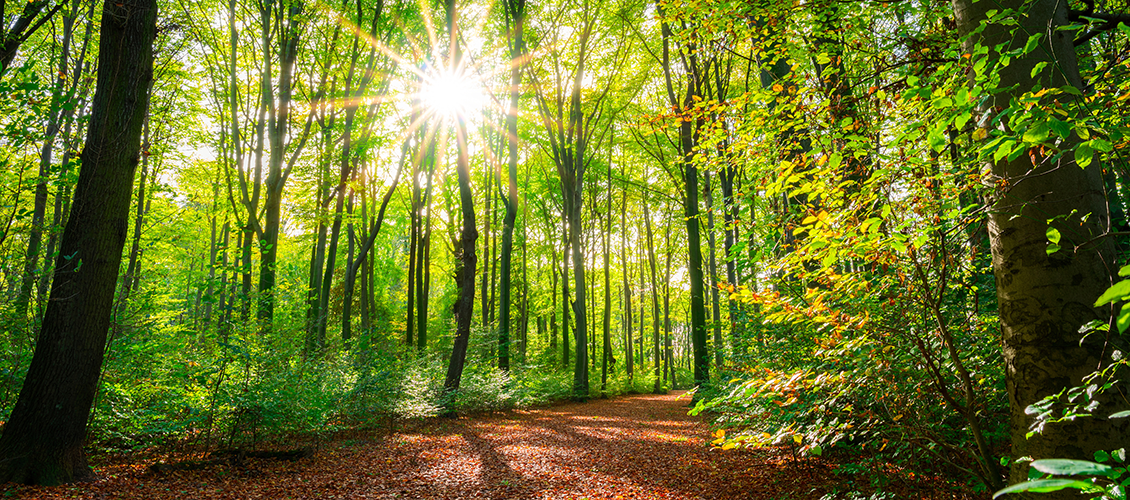 Ein mit Blättern bedeckter Pfad führt durch einen Wald. Herbstliche Stimmung. Die Sonne scheint durch die Bäume.