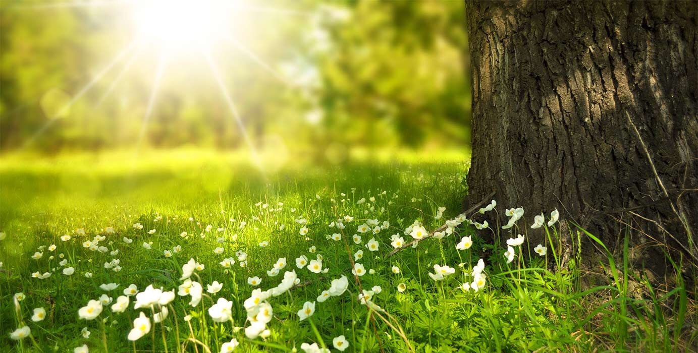 Wiese mit blühenden Blumen, die von der Sonne angestrahlt werden. Auf der Wiese steht noch ein alter Eichenbaum.