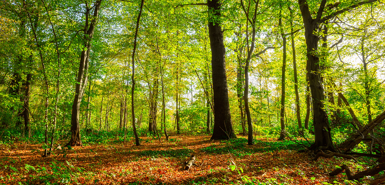Wald im Herbst. Laub liegt zwischen den Bäumen.