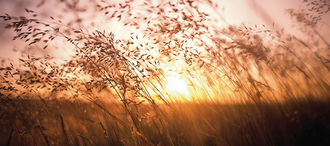 Gräser wehen im Wind bei Sonnenuntergang